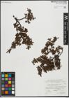 Foto von Salix serpyllifolia Scop.
